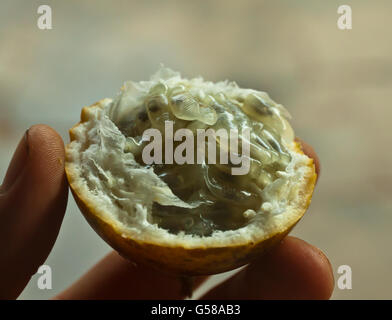 Offenen Passionsfrucht/Maracuja in der Hand gehalten Stockfoto