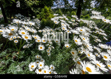 Tanacetum Corymbosum "festtafel", geruchlos feverfew, corymbflower Tansy im Sommergarten Stockfoto