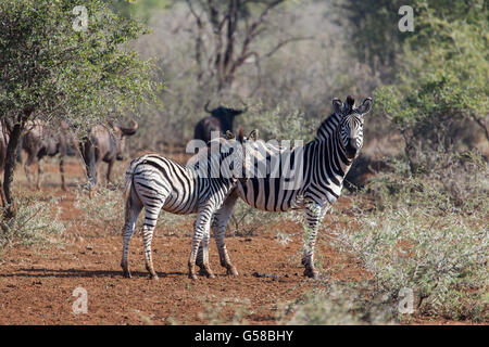 Junge Zebras mit Mama stehend im trockenen Busch Veld, beide Blick in die Kamera Stockfoto