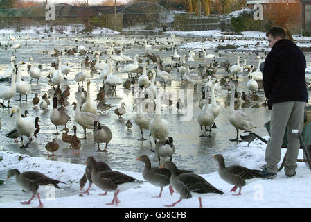 Der Mitarbeiter Jeremy Squire füttert die Vögel auf einem gefrorenen Swan Lake im Wildfowl and Wetlands Trust, Slimbridge, in Gloucestershire. * Trotz der eisigen Wetterbedingungen sagten Experten des weltweit führenden Wildvogelzentrums, dass ein viel wärmer als durchschnittliches Jahr zur späten Ankunft von Tausenden von Bewick's Swans in Großbritannien geführt hat. Stockfoto