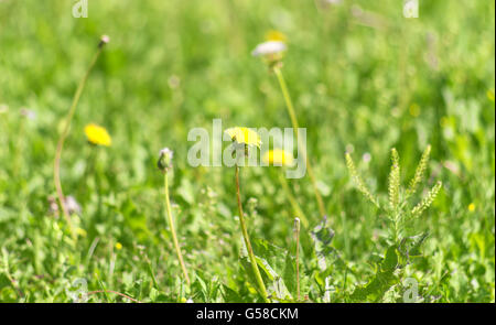 Schuss von Frühling gelbe Löwenzahn hautnah Stockfoto