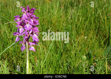 Eine frühe lila Orchidee (Orchis Mascula) Blumen in ungestörten Kalkstein Grünland, Peak District Nationalpark Derbyshire UK EU Stockfoto