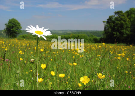 Ein Blumen-Gänseblümchen Ochsen-Auge in einem traditionellen, Heu artenreiche Wiese in der Nähe von Penallt, Monmouthshire, Wales, UK EU - Juni Stockfoto