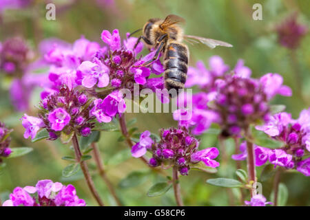 Biene auf Blume, Thymus pulegioides, breitblättriger Thymian, Zitronenthymianhonigbiene Stockfoto