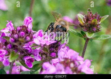 Biene auf Thymus Pulegioides, breitblättrigen Thymian, Zitronenthymian Stockfoto