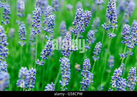 Lavendelblumen - Garten mit Duft nach Lavandula angustifolia Stockfoto