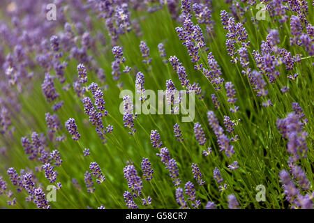 Lavendel - Lavandula angustifolia Stockfoto