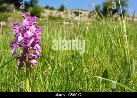 Eine frühe lila Orchidee in Cressbrook Dale ein Kalkstein Grünland Natur reservieren Peak District Nationalpark Derbyshire UK Stockfoto