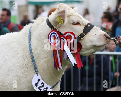 Bywell, England - 30. Mai 2016: Champion Kuh an der Northumberland County Show am Bywell in Northumberland, England. Stockfoto