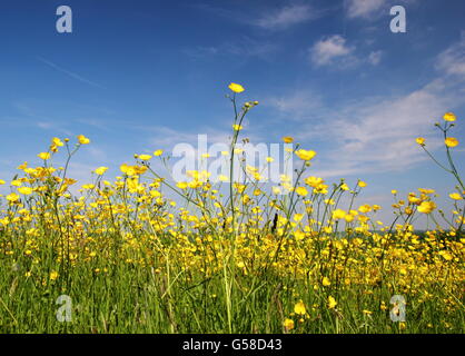 Wiese Hahnenfuß (Ranunculus Acris) Blume in einer traditionellen Heu Wiese in der Nähe von Penalt, Gwent, Wales UK EU - Ende Mai Stockfoto