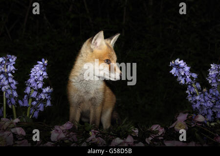 Fox Cub in Glockenblumen Stockfoto