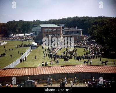 Pferderennen - Goodwood Rennbahn Stockfoto