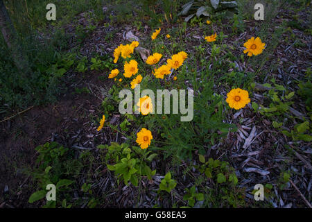 gelbe Wildblumen auf einem Hügel in der Nähe von White Lake in Michigan. Stockfoto