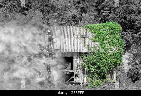 Teilweise schwarz / weiß Bild von einem verlassenen Holzhaus im Wald bedeckte die Hälfte im grünen Efeu Reben zerfallen Stockfoto