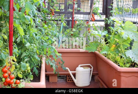 Gießkanne und große Töpfe mit Pflanzen rote Tomaten in einem kleinen Stadtgarten Stockfoto