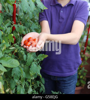 Kind mit seinen Händen voll von roten Tomaten geerntet nur aus dem städtischen Garten auf der Terrasse Stockfoto