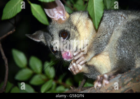 Australischen Fuchskusu Possum Verzehr von Obst in einem Hinterhof in Sydney Stockfoto