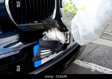 entfernen einen toten Vogel fest eingekeilt vor Kühlergrill eines Autos, nachdem er geschlagen mit Geschwindigkeit auf einer Autobahn-England-Vereinigtes Königreich Stockfoto