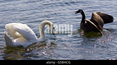 Schönen Hintergrund mit dem erstaunlichen Kampf zwischen der Kanadagans und der Schwan Stockfoto