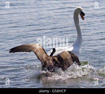 Erstaunliche Bild mit der Kanadagans angreifen des Schwans auf dem See Stockfoto