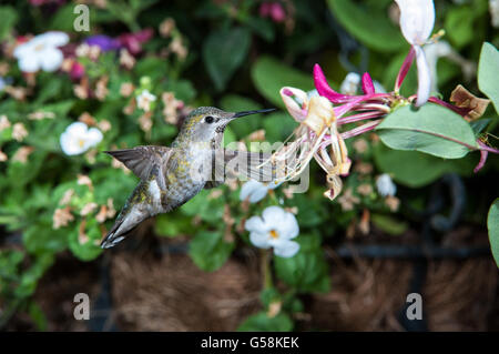 Frau Anna Kolibri (Calypte Anna) im Flug Stockfoto