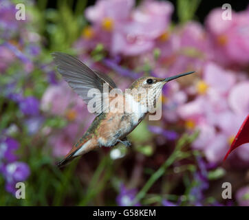 Weibliche Rufous Kolibri (Selasphorus Rufus) im Flug Stockfoto