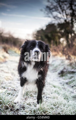 Alten Border Collie Hund im Schnee Stockfoto