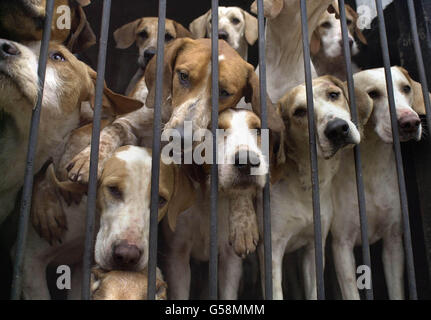 Beaufort Hounds Badminton Stockfoto