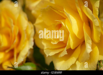 Gelbe Rose Nahaufnahme Stockfoto