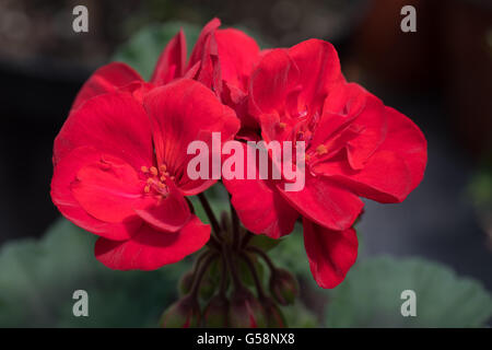 leuchtend rote gefüllte Blüten der zonalen Pelagonium 'Patriot', gemeinhin als Geranien. Stockfoto