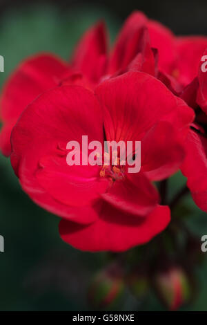 leuchtend rote gefüllte Blüten der zonalen Pelagonium 'Patriot', gemeinhin als Geranien. Stockfoto