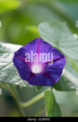 Ipomoea Tricolor 'Heavenly Blue', gemeinhin als "Morning Glory" Stockfoto