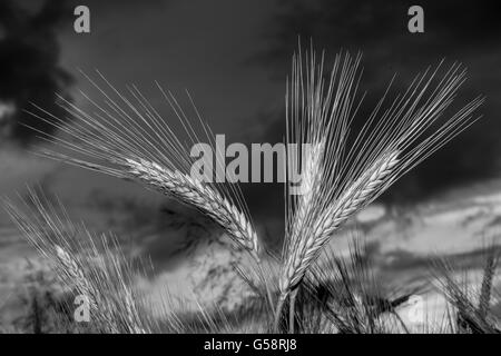 Gerste im Feld, Closeup, selektiven Fokus auf Vorderseite stammt, dunklem Himmel, schwarz / weiß Stockfoto