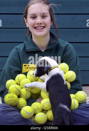 Lisa Thom, eine Freiwillige von Dog's Trust, mit Welpen, die mit gebrauchten Tennisbällen spielen, im Dog's Trust Harefield Rehoming Centre, West London. Stockfoto