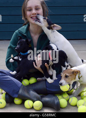 Lisa Thom, eine Freiwillige von Dog's Trust, mit Welpen, die mit gebrauchten Tennisbällen spielen, im Dog's Trust Harefield Rehoming Centre, West London. Stockfoto