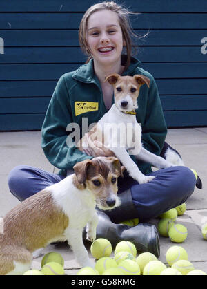 Lisa Thom, eine Freiwillige von Dog's Trust, mit Welpen, die mit gebrauchten Tennisbällen spielen, im Dog's Trust Harefield Rehoming Centre, West London. Stockfoto