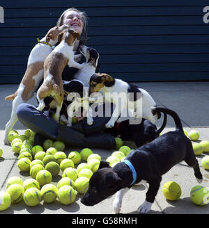 Lisa Thom, eine Freiwillige von Dog's Trust, mit Welpen, die mit gebrauchten Tennisbällen spielen, im Dog's Trust Harefield Rehoming Centre, West London. Stockfoto