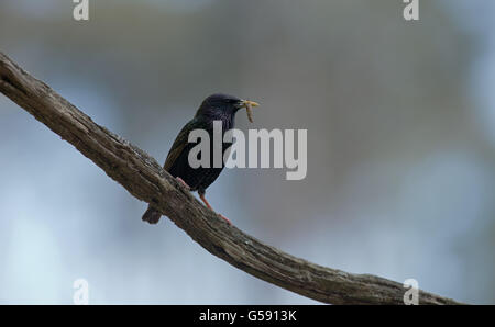 Gemeinsamen Adult Star (Sturnus Vulgaris) sammelt Nahrung für junge. Frühling. UK Stockfoto