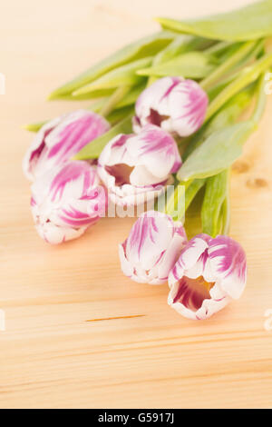 Rosa und weiße Tulpen Verlegung auf Holzplatte. Schließen Sie herauf Bild mit Tiefenschärfe, gedeckte Farben und Unschärfe. Stockfoto