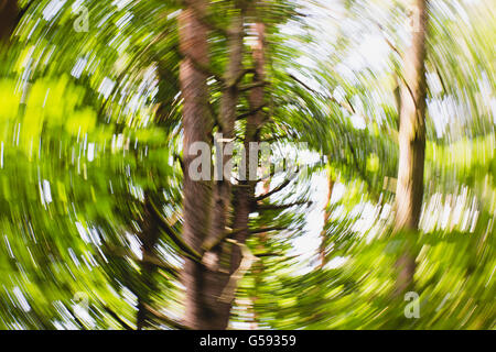 Defokussierten Wald Kreis hypnotische verschwommenen Effekt Stockfoto