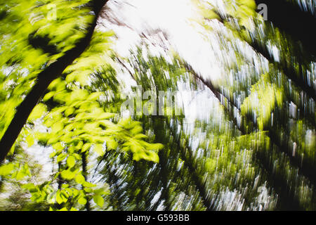 Defokussierten Wald Kreis hypnotische verschwommenen Effekt Stockfoto