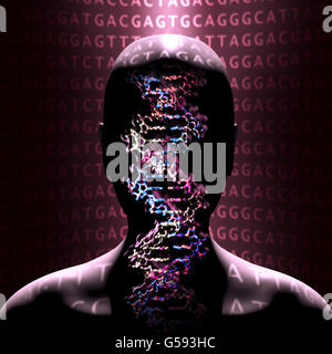 Detail eines DNA-Doppelhelix-Moleküls. DNA (Desoxyribonukleinsäure) ist ein Molekül, das meisten des genetischen Codes trägt Stockfoto