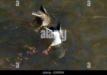 Zwei Stockenten auf Derbyshire's River Wye in Bakewell, Futter in den Untiefen an einem sonnigen Tag im Frühjahr 2001. Stockfoto