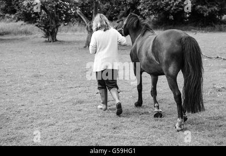 Besitzer eines New Forest Pony gesehen, die das Tier aus ist aktuellen Weidefeld zu einem nahe gelegenen Obstgarten Stockfoto