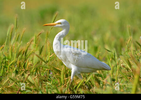 Kuhreiher, Bubulcus ibis Stockfoto