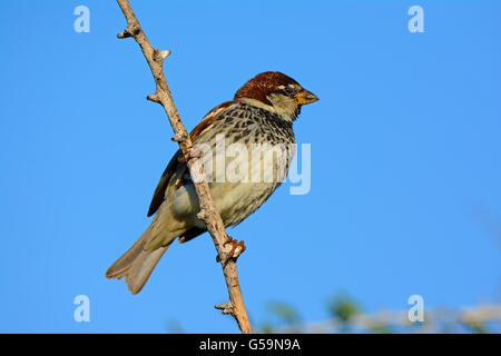 Spanische Sperling, Passer hispaniolensis Stockfoto