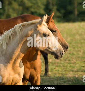 Porträt von zwei Quarter Horses auf der Weide Stockfoto