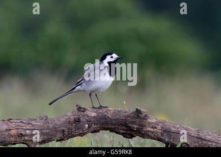 Weiße Bachstelze, Motacilla Alba, einziger Vogel auf Zweig, Ungarn, Mai 2016 Stockfoto