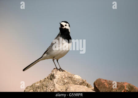 Weiße Bachstelze, Motacilla Alba, einziger Vogel auf Felsen, Ungarn, Mai 2016 Stockfoto