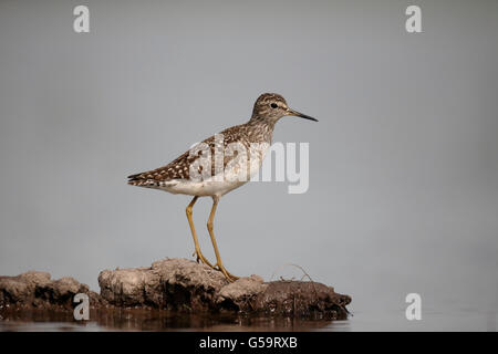 Holz, Flussuferläufer, Tringa Glareola, einziger Vogel durch Wasser, Ungarn, Mai 2016 Stockfoto